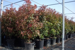Photinia 